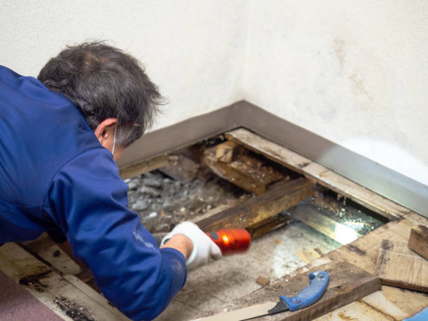 Office Mold Removal Services in Marion, KS