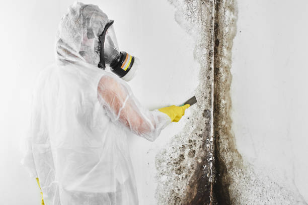  Marion, KS Mold Removal Pros