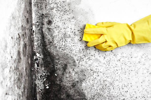 Best Local Mold Removal Service  in Marion, KS