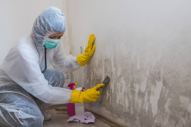 Best Mold Removal Company Near Me  in Marion, KS