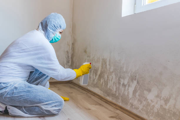 Best Mold Remediation  in Marion, KS