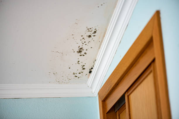 Mold Testing and Removal in Marion, KS