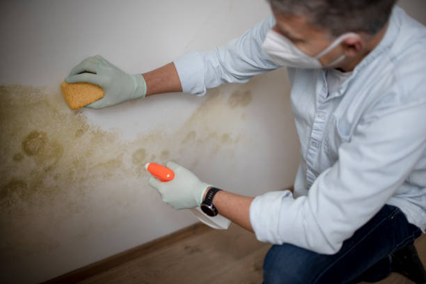 Best Crawl Space Mold Removal  in Marion, KS