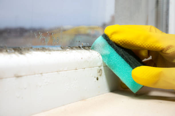Best Toxic Mold Removal  in Marion, KS