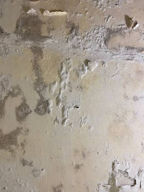 Best Fast Mold Removal  in Marion, KS