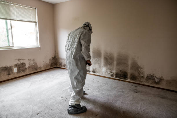 Best Same-Day Mold Removal  in Marion, KS