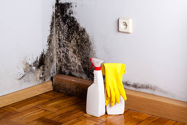 Best Mold Remediation Services  in Marion, KS