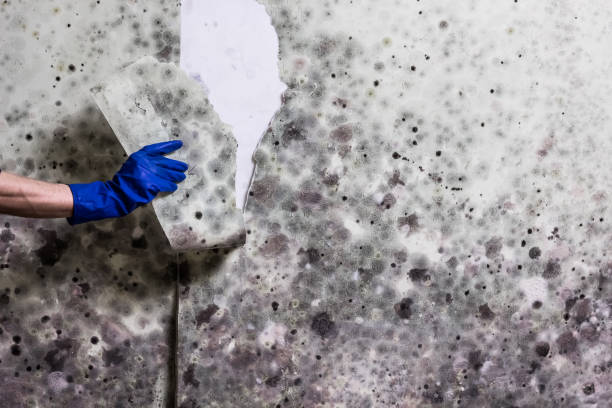Best Certified Mold Removal  in Marion, KS