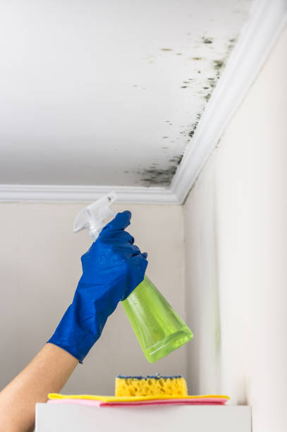 Best Mold Damage Repair  in Marion, KS
